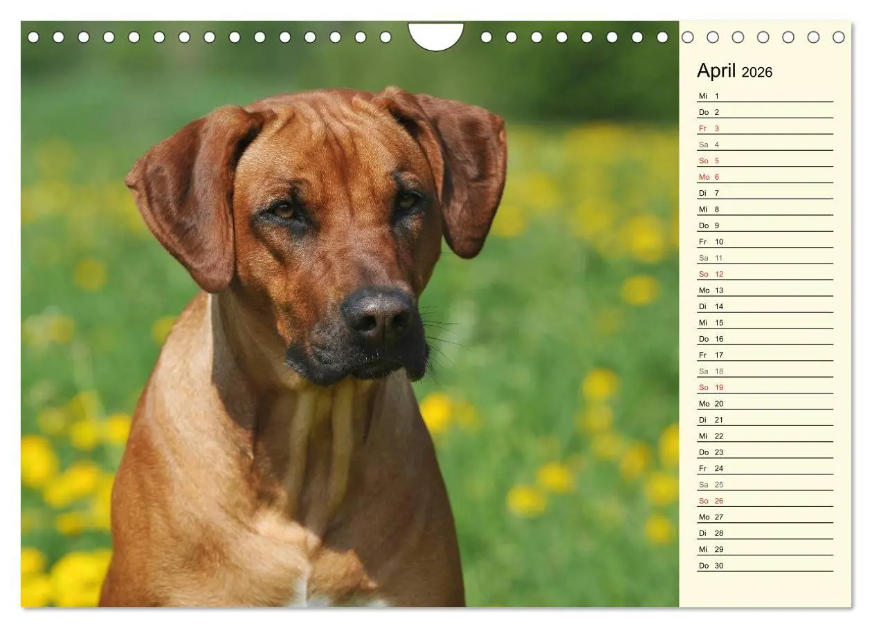 Bild: 9783516005424 | Rhodesian Ridgeback 2026 (Wandkalender 2026 DIN A4 quer), CALVENDO...