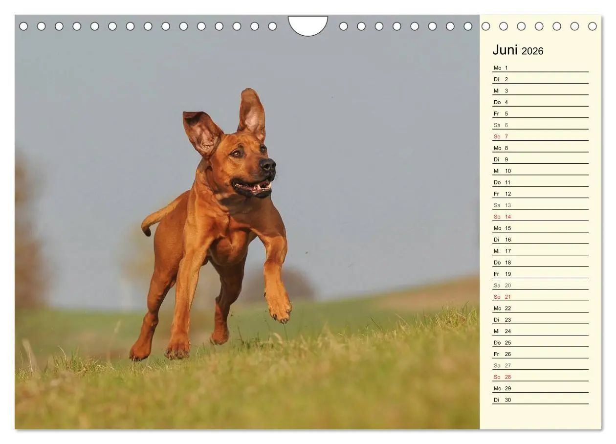 Bild: 9783516005424 | Rhodesian Ridgeback 2026 (Wandkalender 2026 DIN A4 quer), CALVENDO...