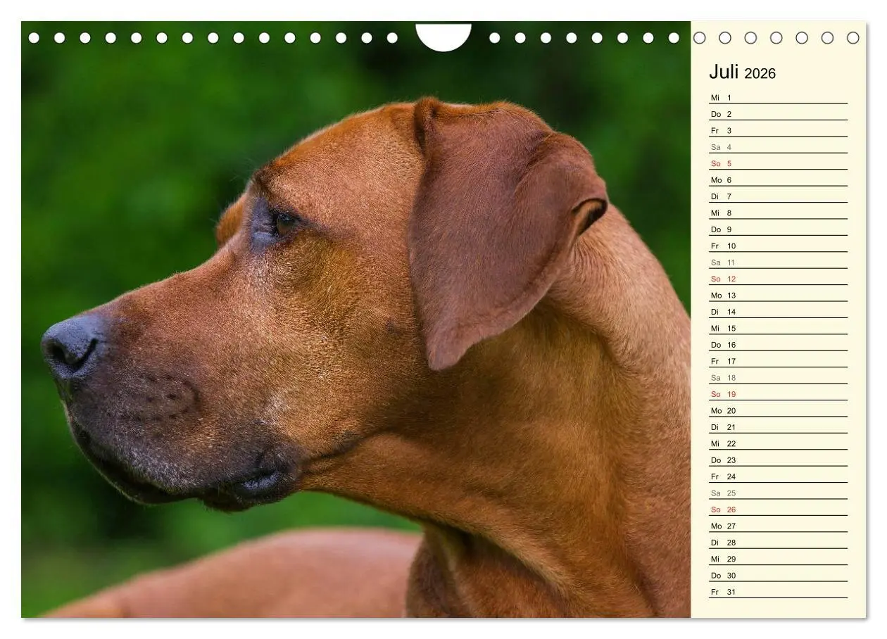 Bild: 9783516005424 | Rhodesian Ridgeback 2026 (Wandkalender 2026 DIN A4 quer), CALVENDO...