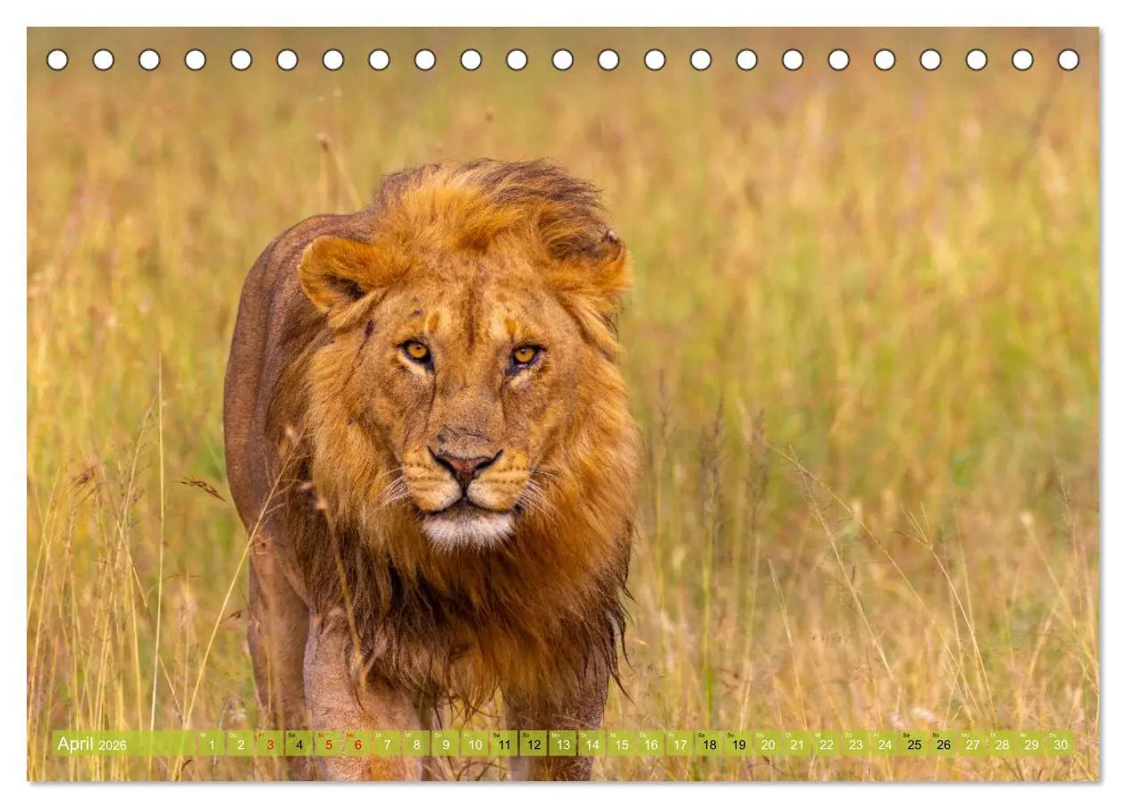 Bild: 9783516235524 | Das südliche Afrika 2026 (Tischkalender 2026 DIN A5 quer), CALVENDO...