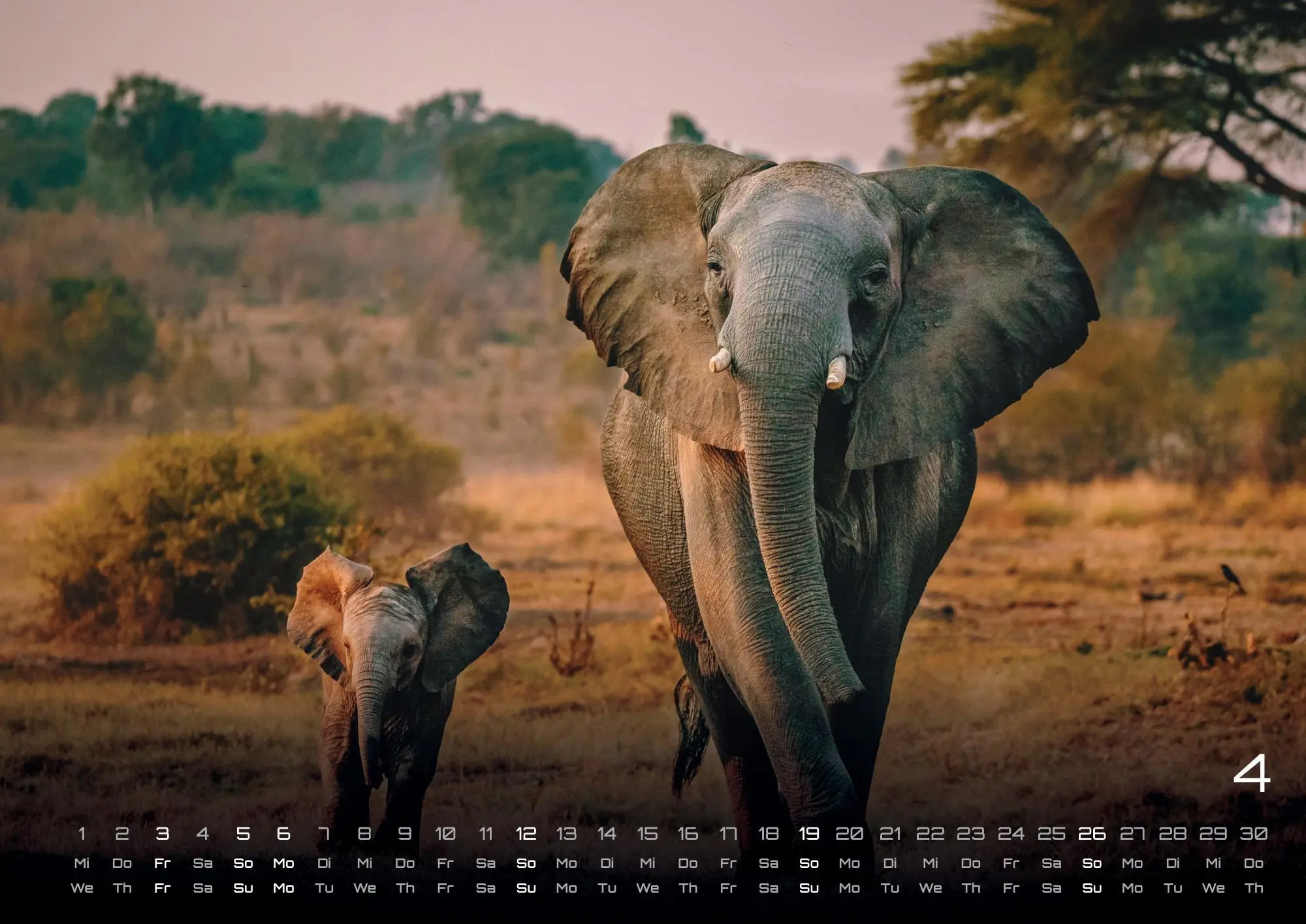 Bild: 9783986735524 | Elefanten - einzigartige Giganten - 2026 - Kalender DIN A2 | de | 2026