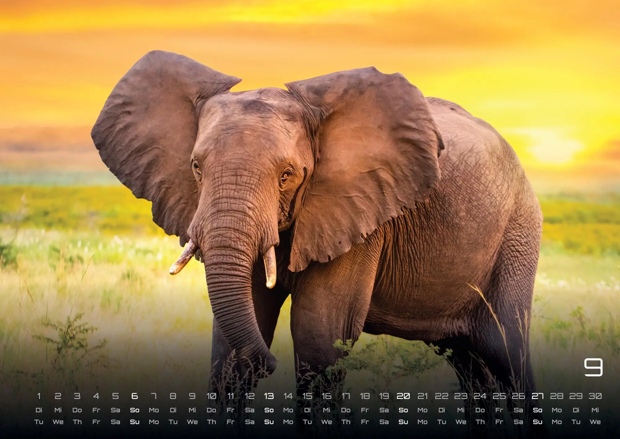 Bild: 9783986735524 | Elefanten - einzigartige Giganten - 2026 - Kalender DIN A2 | de | 2026