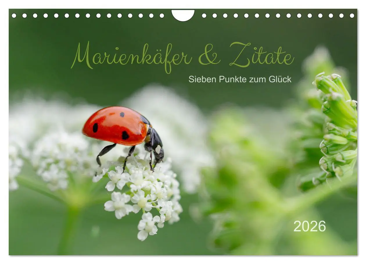 Cover: 9783457365724 | Marienkäfer &amp; Zitate - Sieben Punkte zum Glück (Wandkalender 2026...