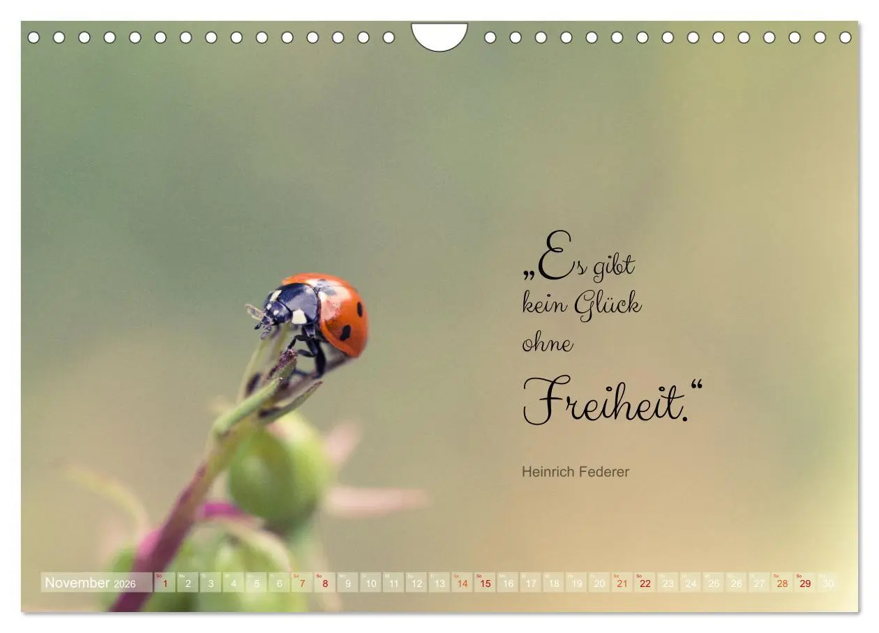 Bild: 9783457365724 | Marienkäfer &amp; Zitate - Sieben Punkte zum Glück (Wandkalender 2026...