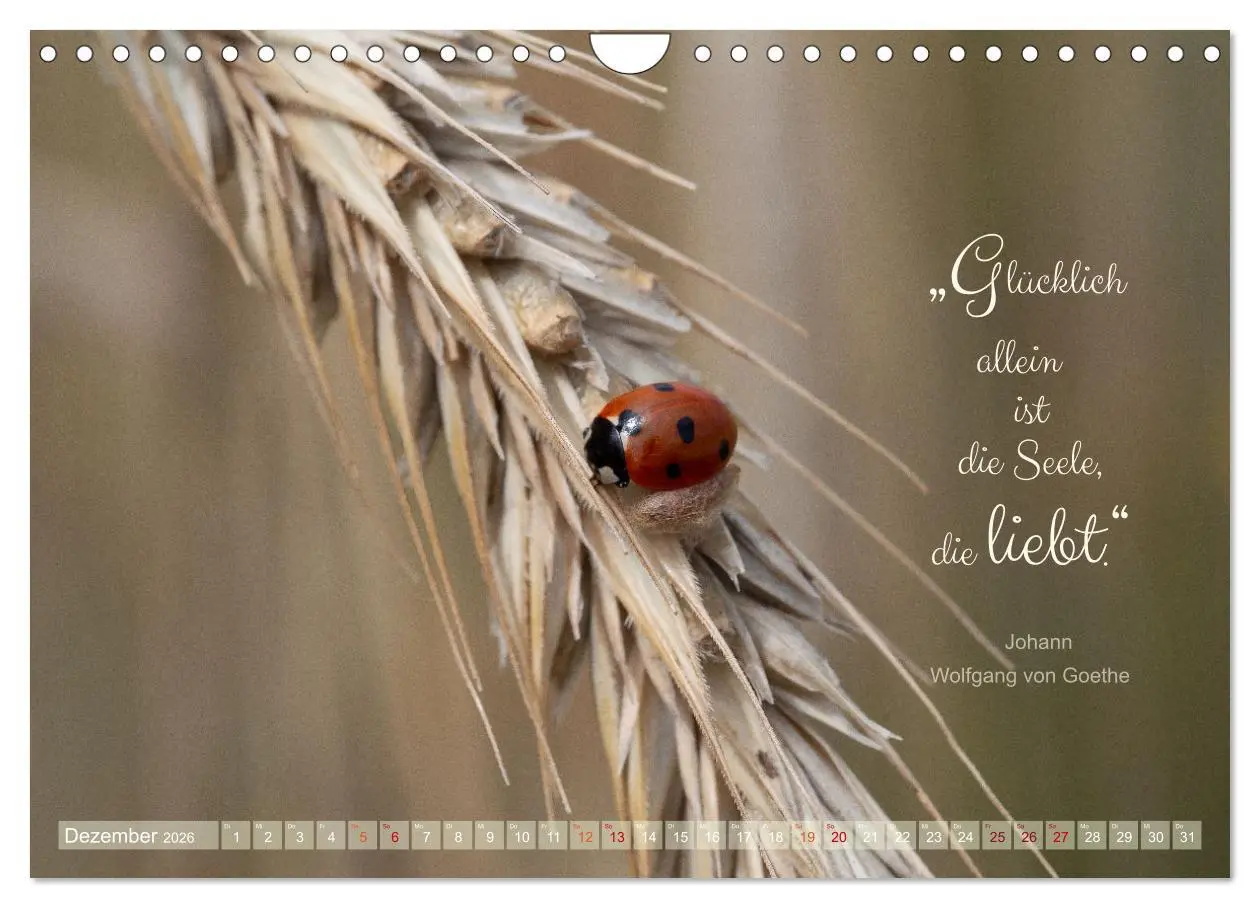 Bild: 9783457365724 | Marienkäfer &amp; Zitate - Sieben Punkte zum Glück (Wandkalender 2026...
