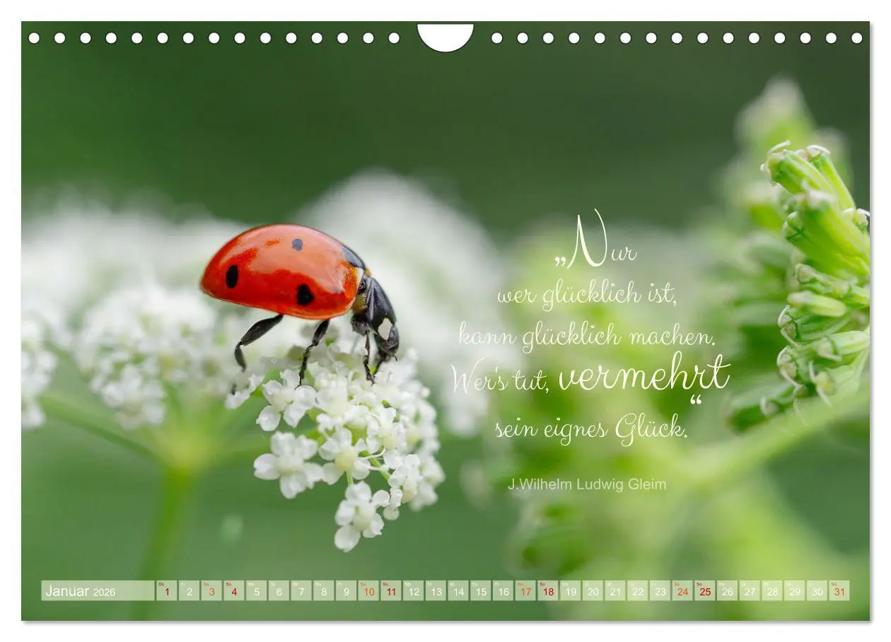 Bild: 9783457365724 | Marienkäfer &amp; Zitate - Sieben Punkte zum Glück (Wandkalender 2026...