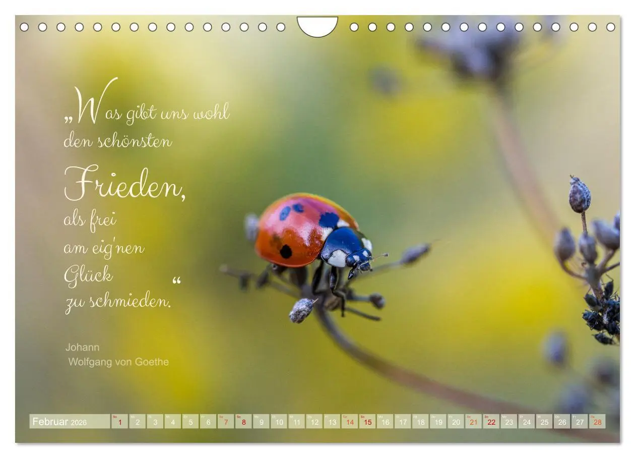 Bild: 9783457365724 | Marienkäfer &amp; Zitate - Sieben Punkte zum Glück (Wandkalender 2026...