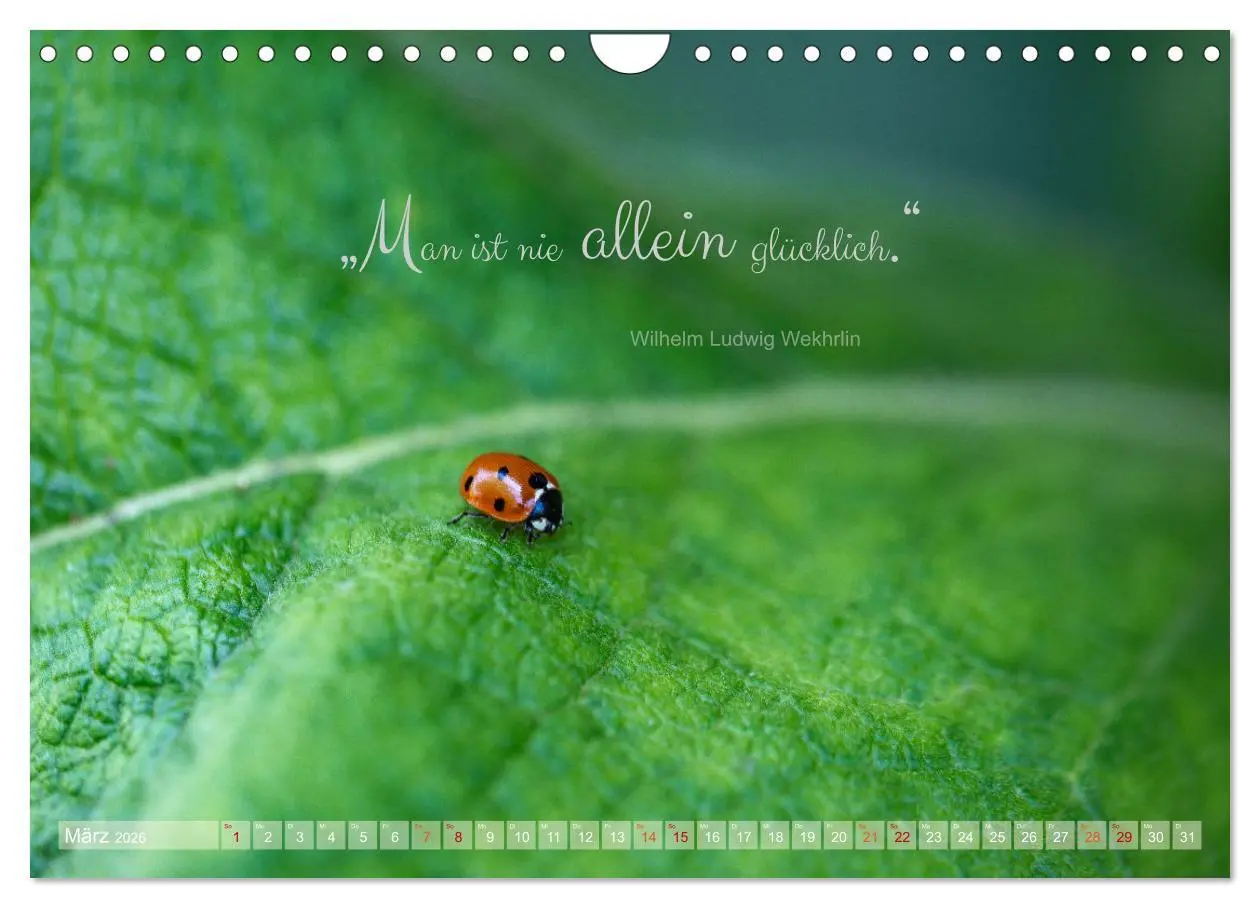 Bild: 9783457365724 | Marienkäfer &amp; Zitate - Sieben Punkte zum Glück (Wandkalender 2026...
