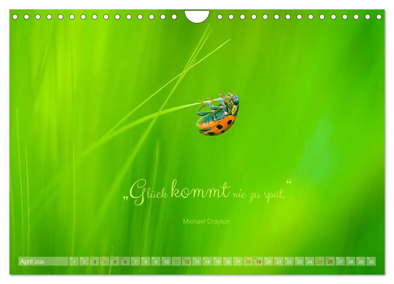 Bild: 9783457365724 | Marienkäfer &amp; Zitate - Sieben Punkte zum Glück (Wandkalender 2026...