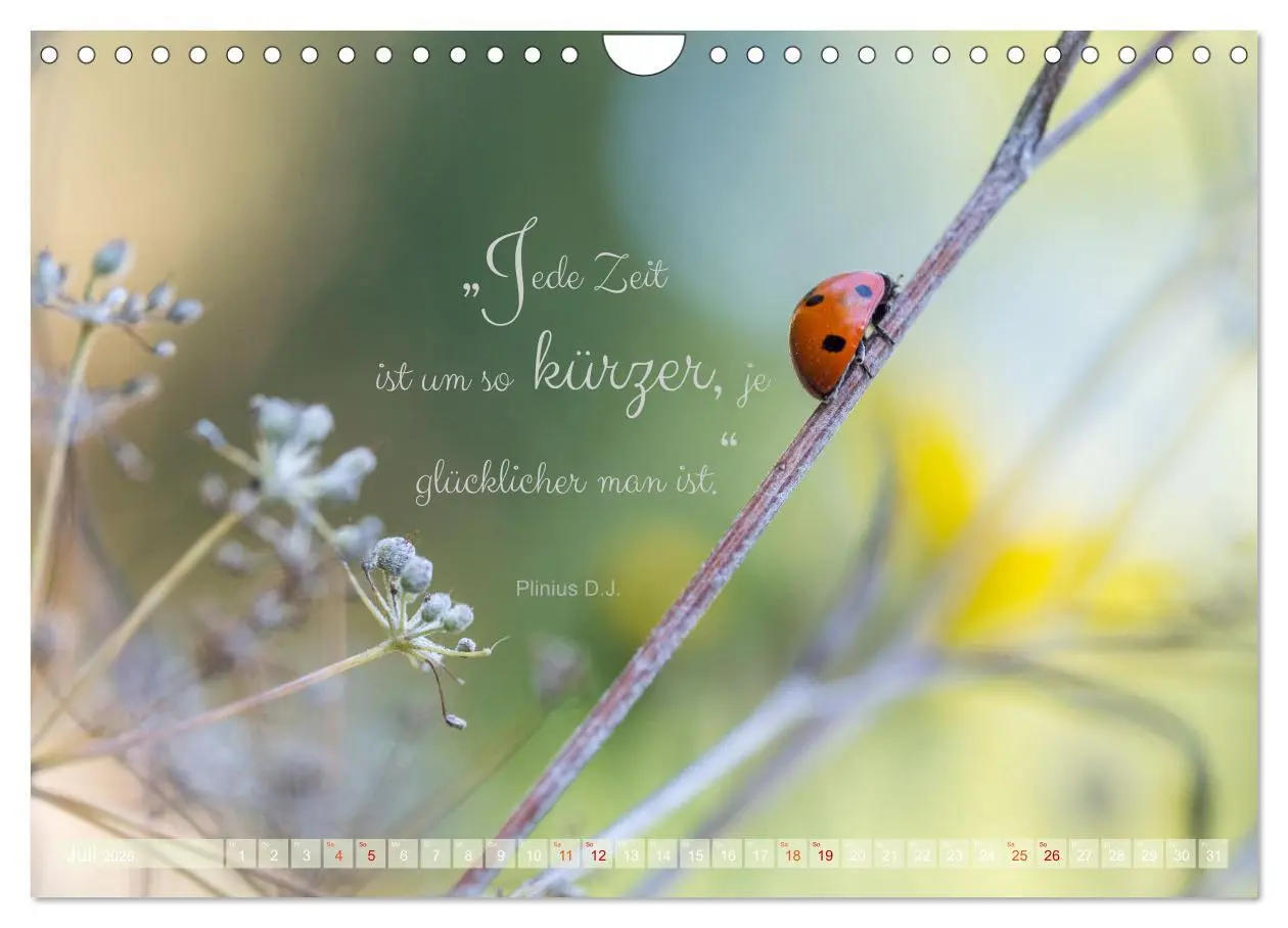 Bild: 9783457365724 | Marienkäfer &amp; Zitate - Sieben Punkte zum Glück (Wandkalender 2026...