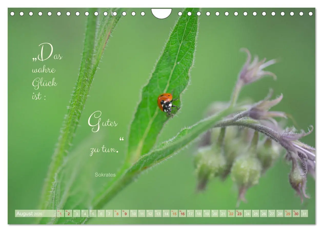 Bild: 9783457365724 | Marienkäfer &amp; Zitate - Sieben Punkte zum Glück (Wandkalender 2026...