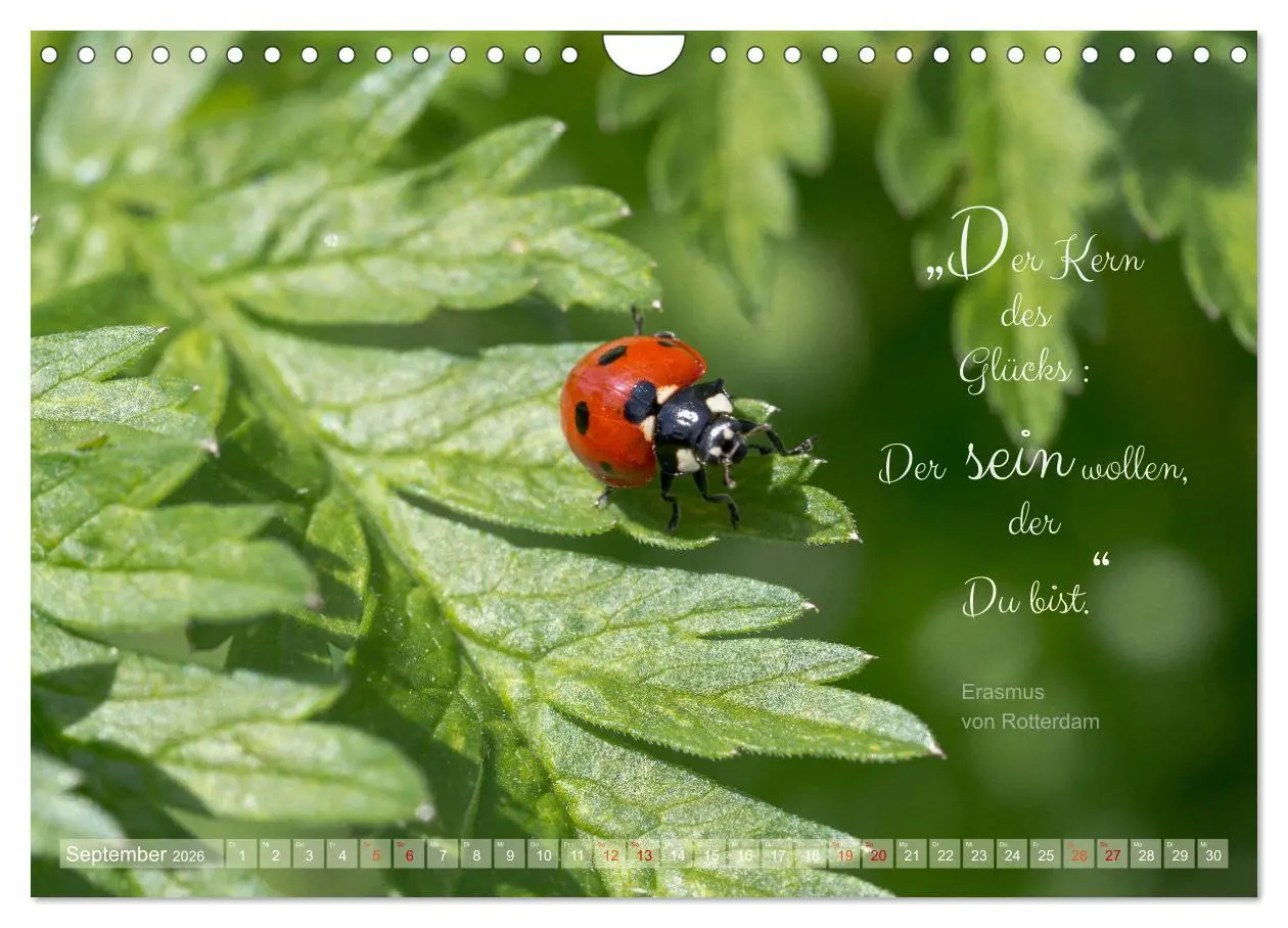 Bild: 9783457365724 | Marienkäfer &amp; Zitate - Sieben Punkte zum Glück (Wandkalender 2026...