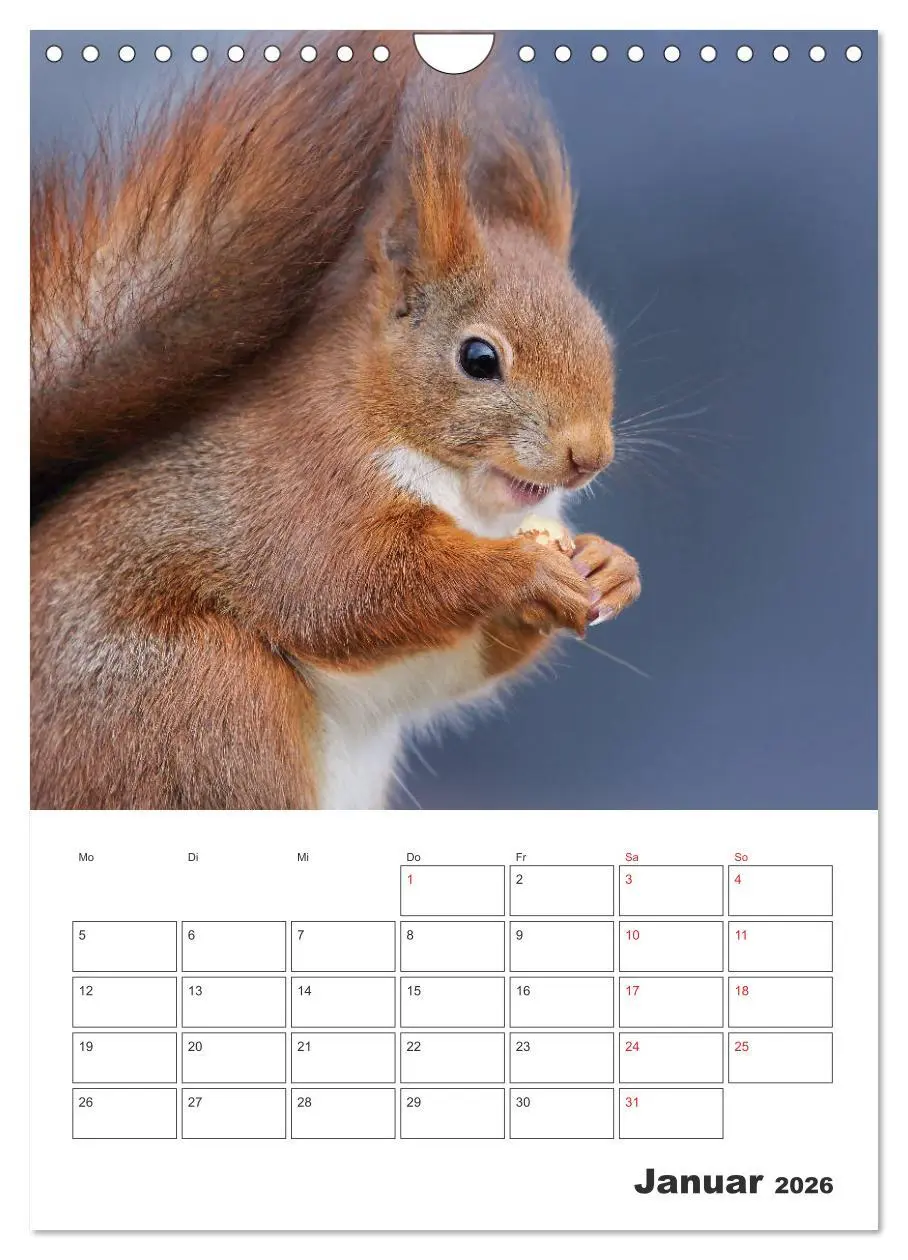 Bild: 9783516385724 | Eichhörnchen Luna (Wandkalender 2026 DIN A4 hoch), CALVENDO...