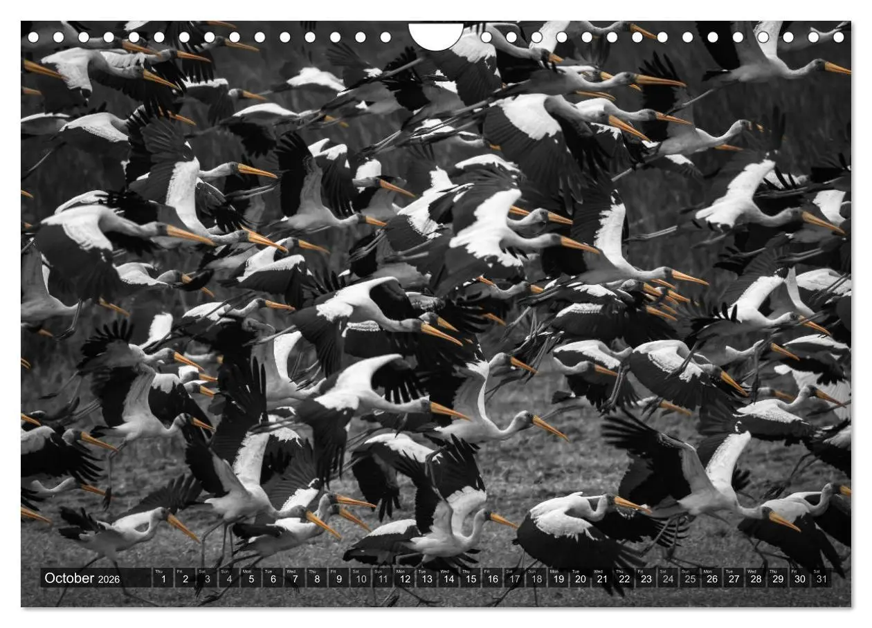 Bild: 9783516566024 | tanzania fine art (Wall Calendar 2026 DIN A4 landscape), CALVENDO...