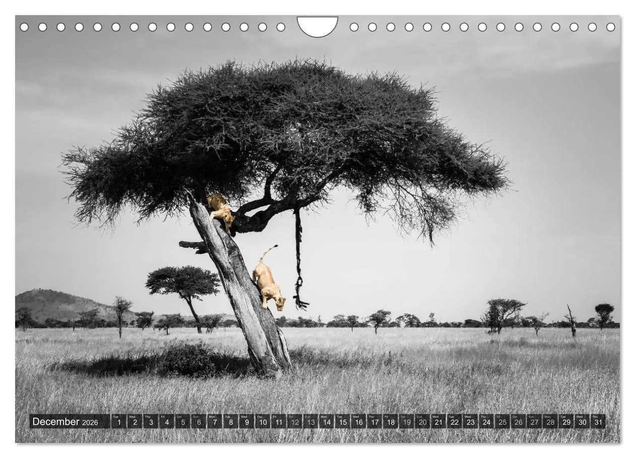 Bild: 9783516566024 | tanzania fine art (Wall Calendar 2026 DIN A4 landscape), CALVENDO...