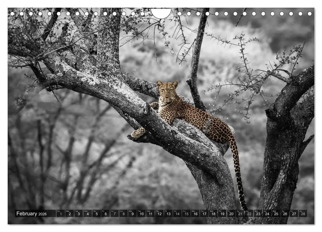Bild: 9783516566024 | tanzania fine art (Wall Calendar 2026 DIN A4 landscape), CALVENDO...