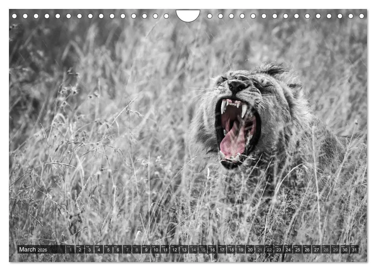 Bild: 9783516566024 | tanzania fine art (Wall Calendar 2026 DIN A4 landscape), CALVENDO...