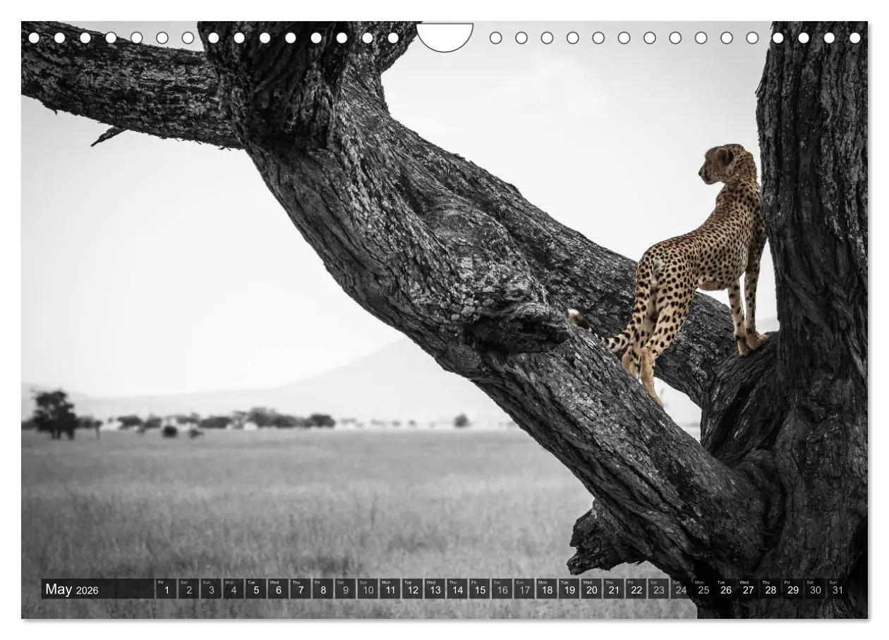 Bild: 9783516566024 | tanzania fine art (Wall Calendar 2026 DIN A4 landscape), CALVENDO...