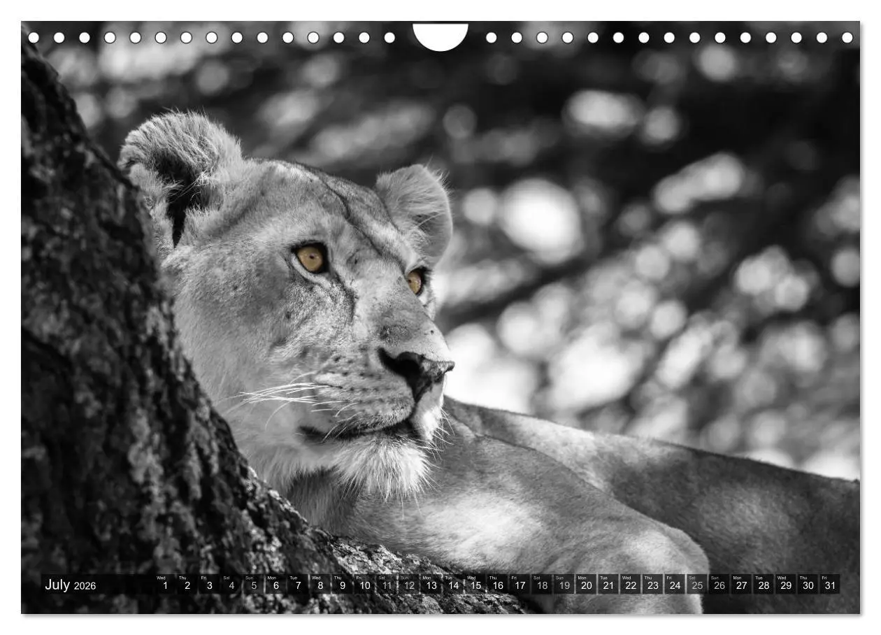 Bild: 9783516566024 | tanzania fine art (Wall Calendar 2026 DIN A4 landscape), CALVENDO...
