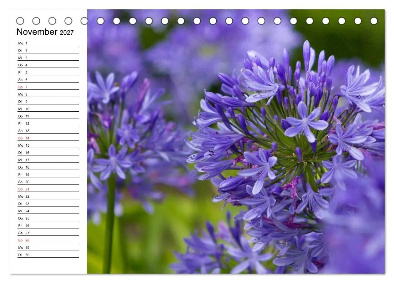 Bild: 9783569936324 | Azoren - São Miguel (Tischkalender 2027 DIN A5 quer), CALVENDO...