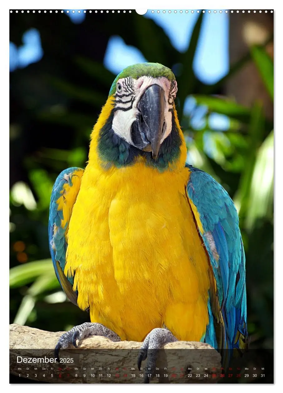 Bild: 9783435886524 | Papageien - exotische Schönheiten (Wandkalender 2025 DIN A2 hoch),...