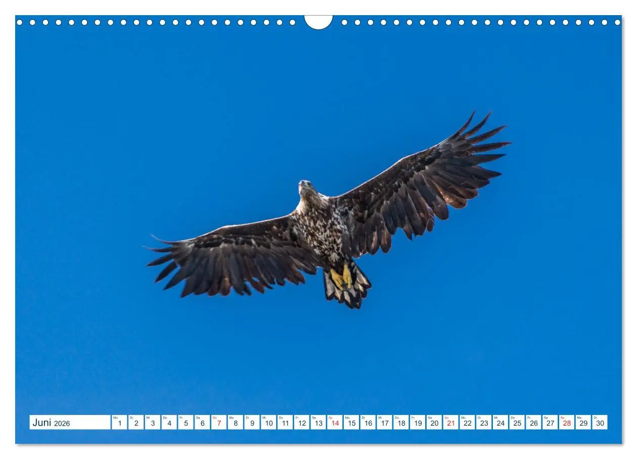 Bild: 9783457806524 | Lofoten Vesterålen (Wandkalender 2026 DIN A3 quer), CALVENDO...