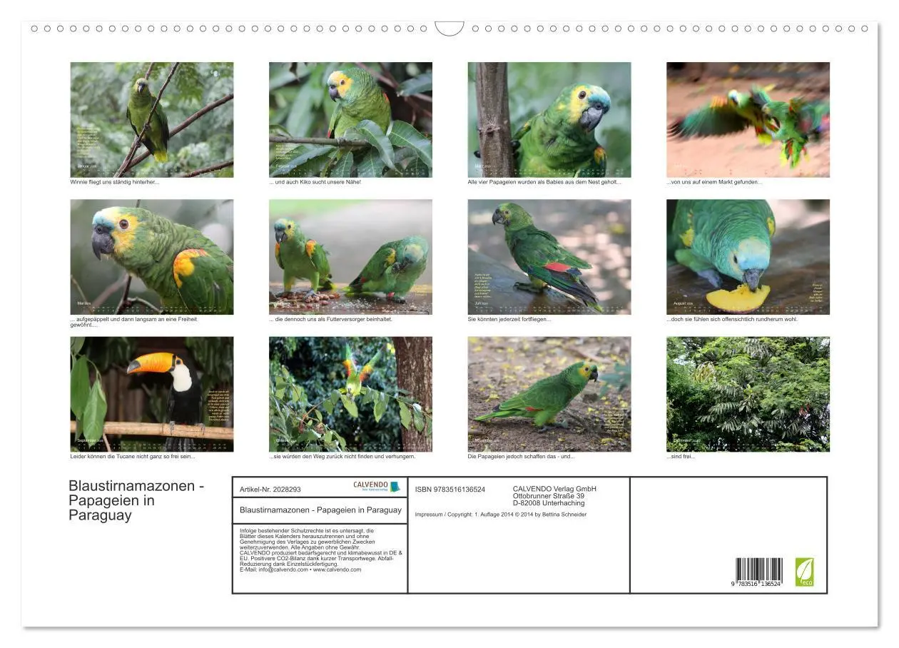 Bild: 9783516136524 | Blaustirnamazonen - Papageien in Paraguay (Wandkalender 2026 DIN A2...