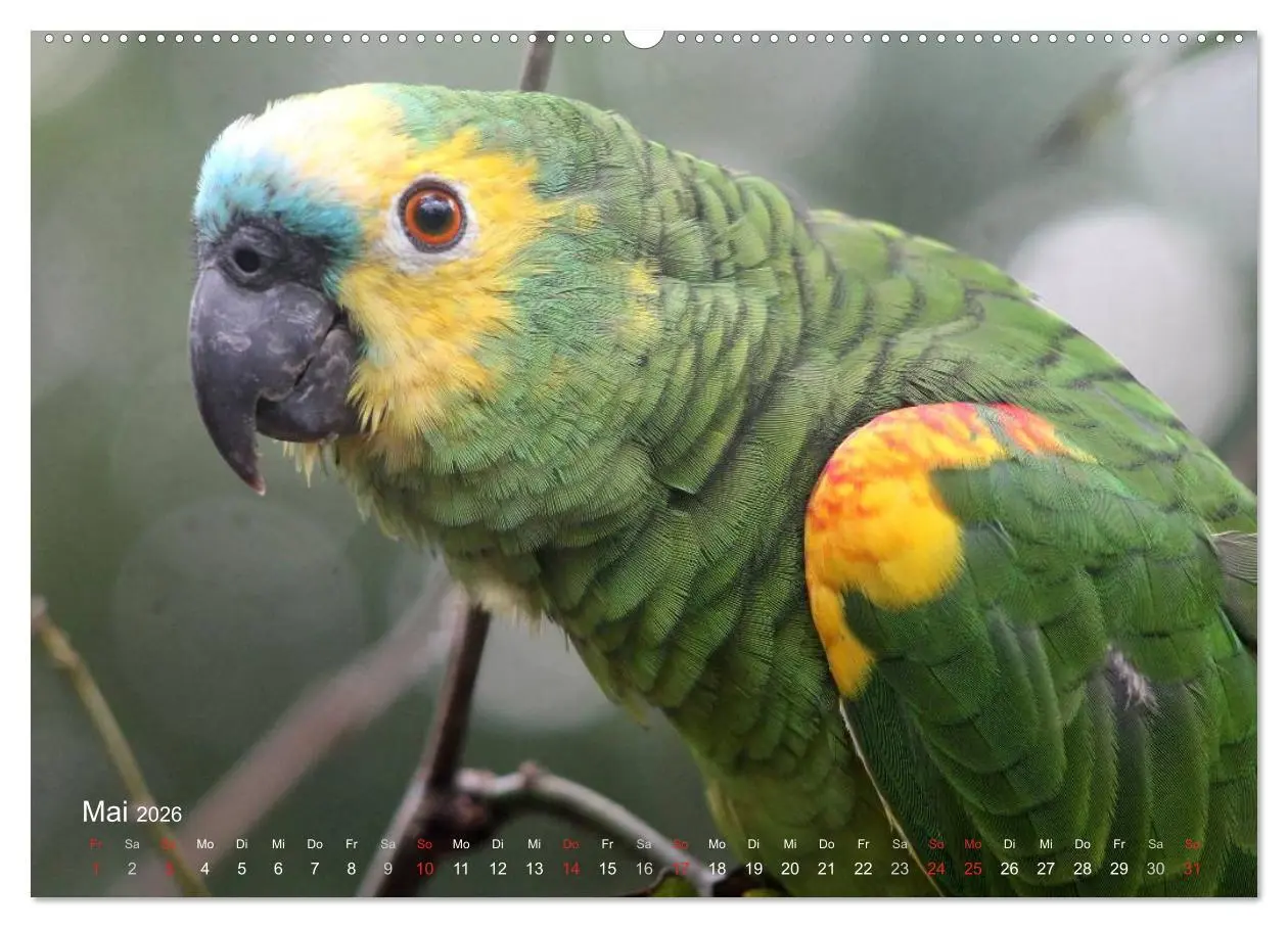 Bild: 9783516136524 | Blaustirnamazonen - Papageien in Paraguay (Wandkalender 2026 DIN A2...