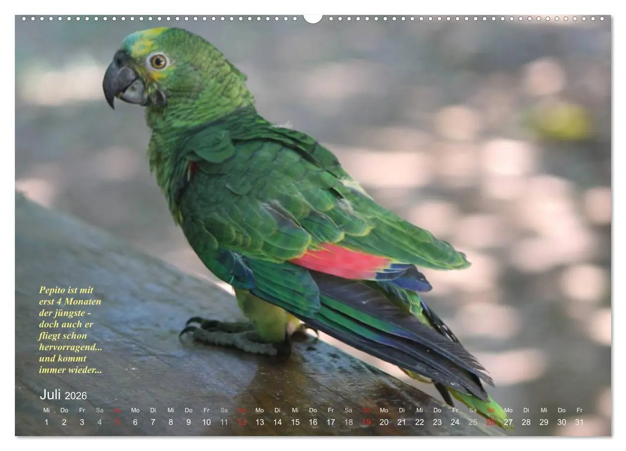 Bild: 9783516136524 | Blaustirnamazonen - Papageien in Paraguay (Wandkalender 2026 DIN A2...