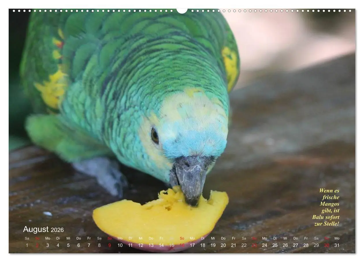 Bild: 9783516136524 | Blaustirnamazonen - Papageien in Paraguay (Wandkalender 2026 DIN A2...