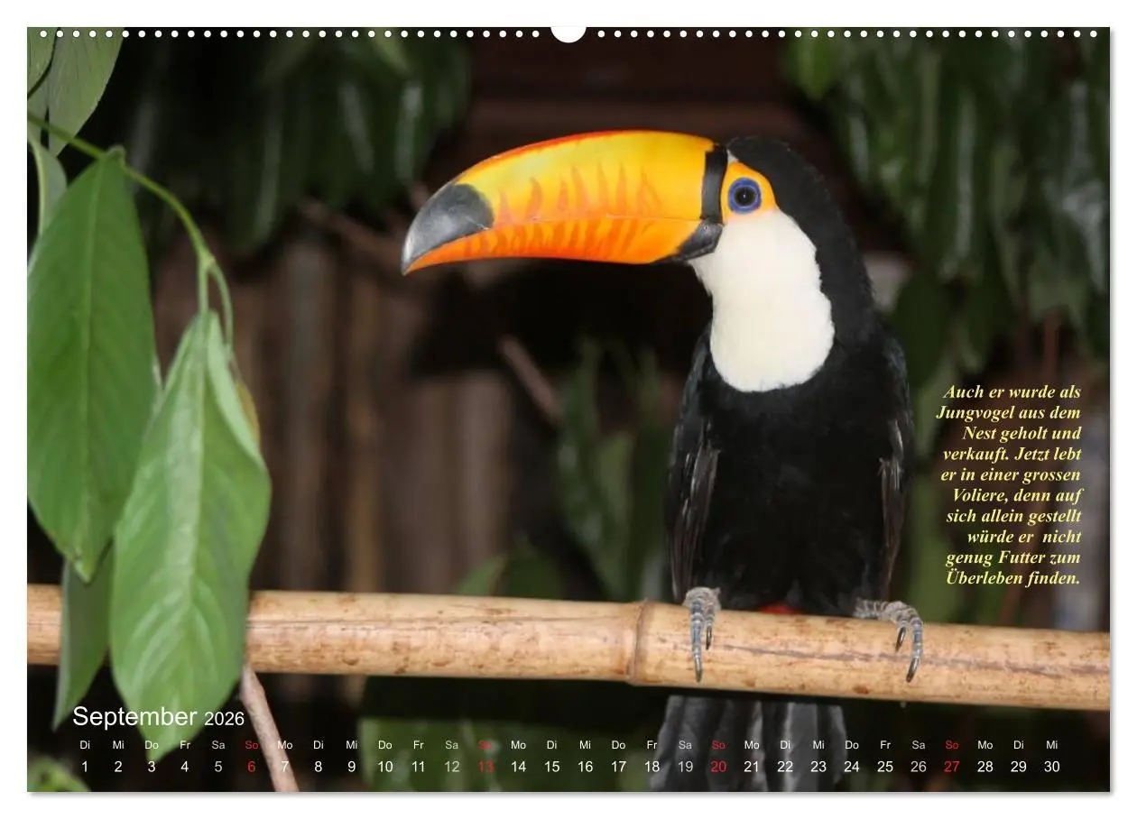 Bild: 9783516136524 | Blaustirnamazonen - Papageien in Paraguay (Wandkalender 2026 DIN A2...