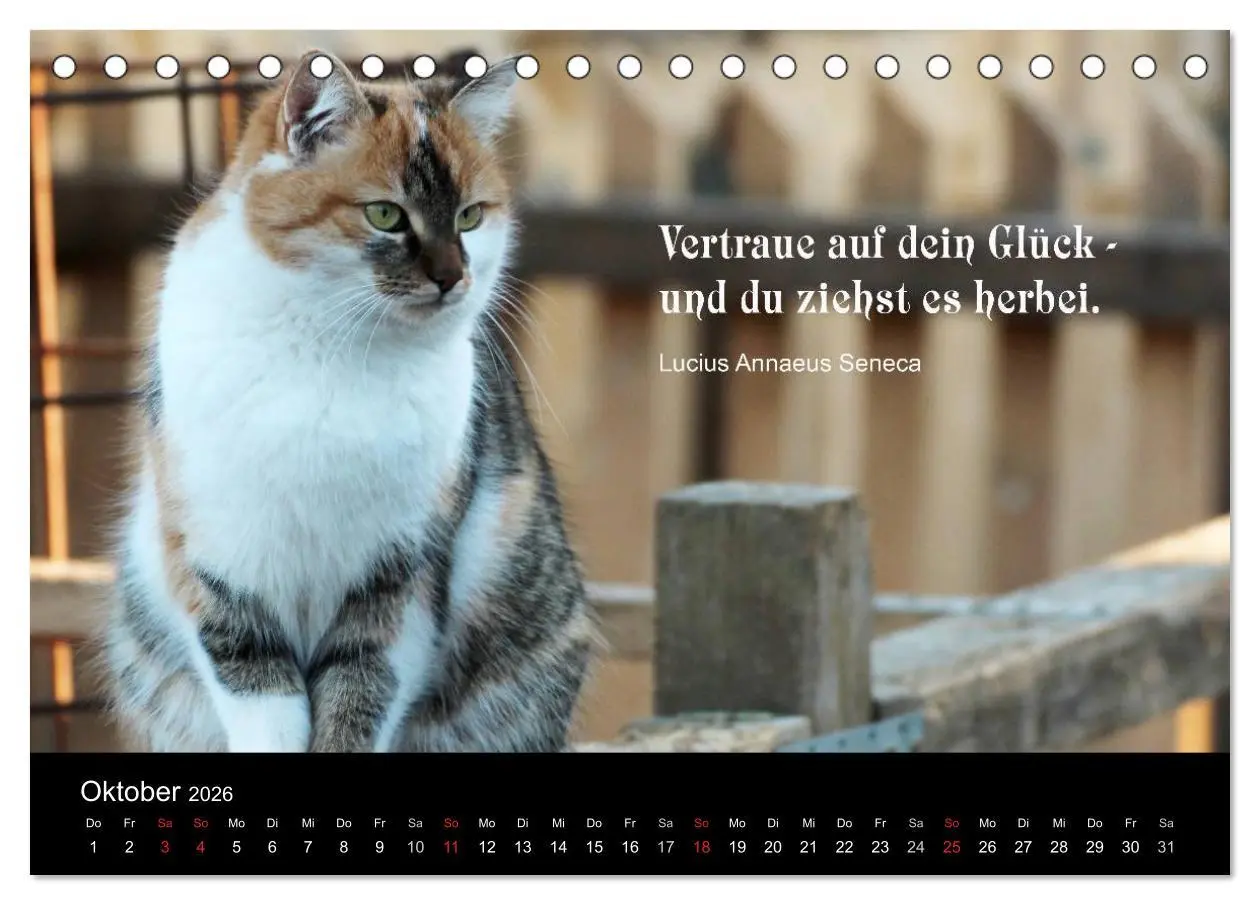 Bild: 9783516116724 | Glückskatze - Mit Zitaten zum Thema Glück (Tischkalender 2026 DIN...