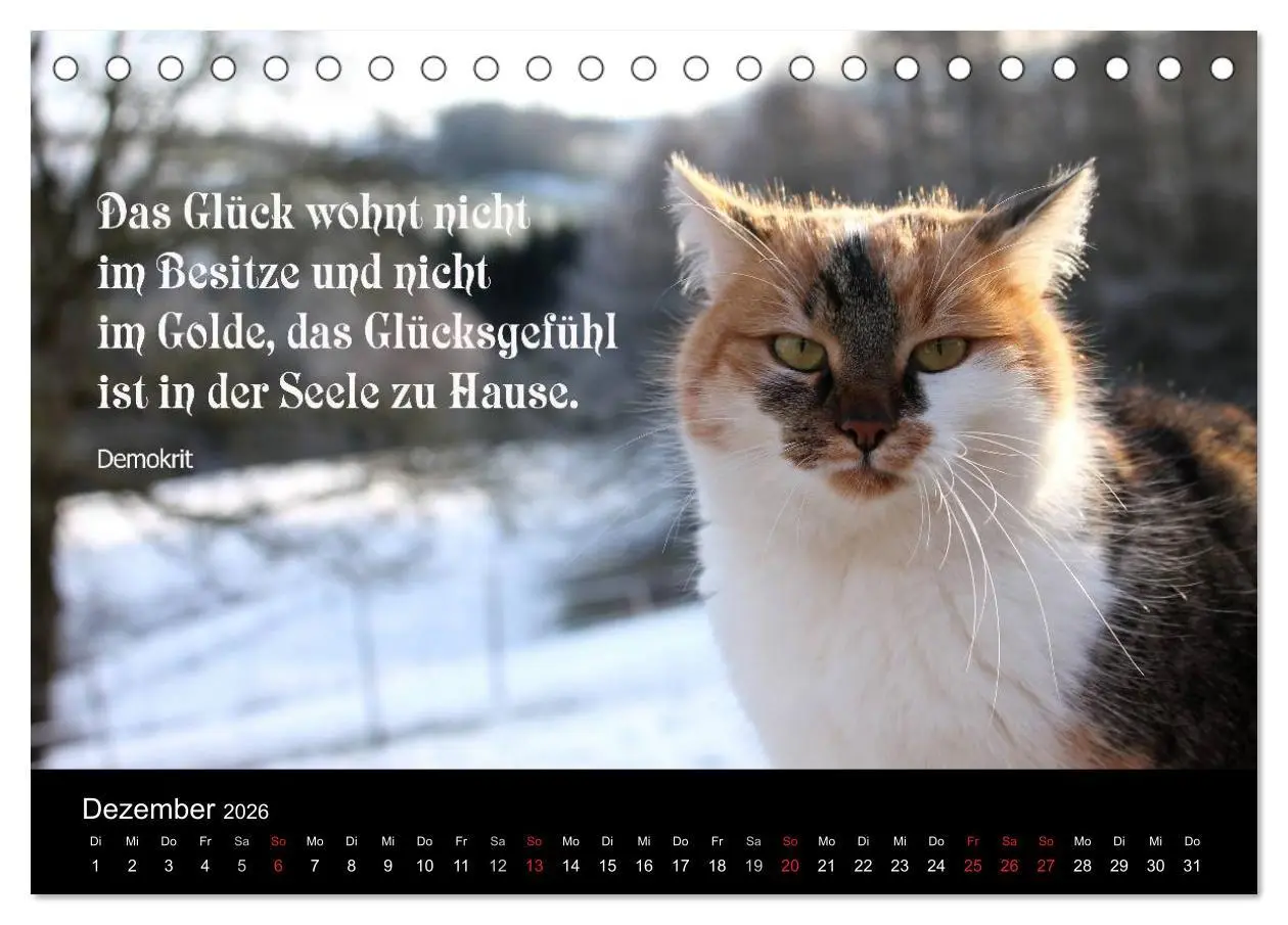 Bild: 9783516116724 | Glückskatze - Mit Zitaten zum Thema Glück (Tischkalender 2026 DIN...