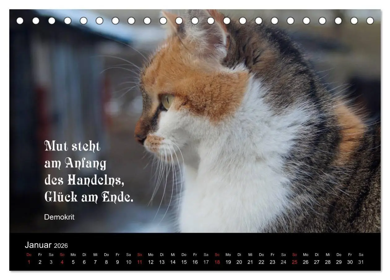 Bild: 9783516116724 | Glückskatze - Mit Zitaten zum Thema Glück (Tischkalender 2026 DIN...