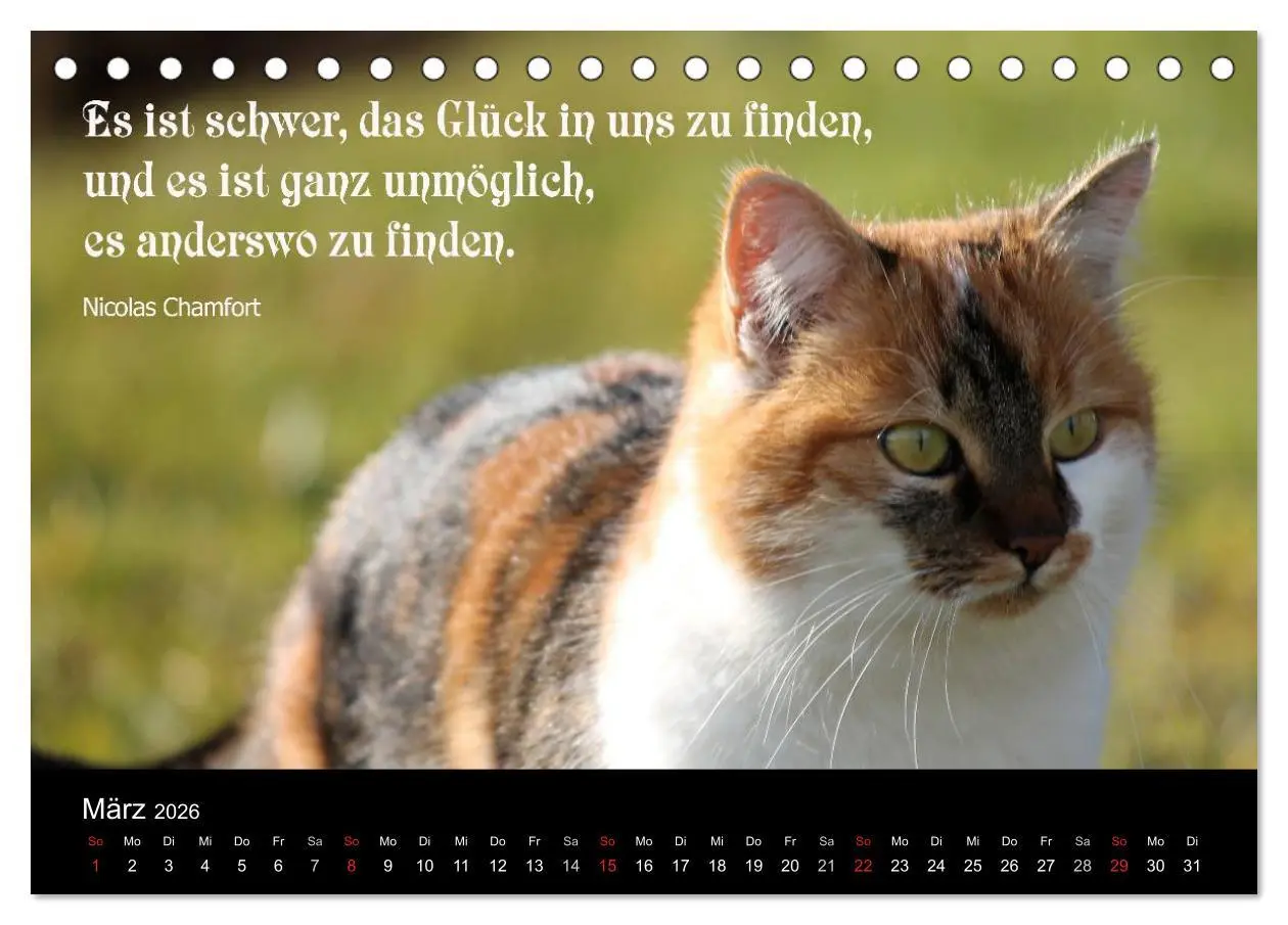 Bild: 9783516116724 | Glückskatze - Mit Zitaten zum Thema Glück (Tischkalender 2026 DIN...