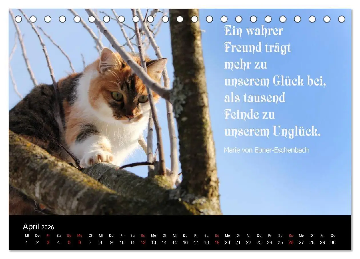 Bild: 9783516116724 | Glückskatze - Mit Zitaten zum Thema Glück (Tischkalender 2026 DIN...