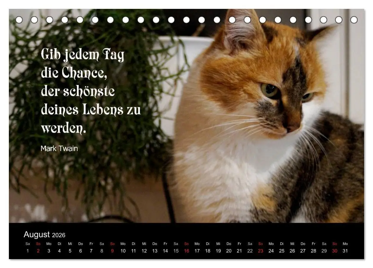 Bild: 9783516116724 | Glückskatze - Mit Zitaten zum Thema Glück (Tischkalender 2026 DIN...
