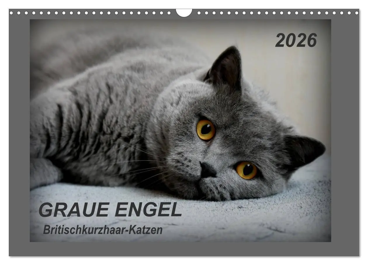 Cover: 9783457876824 | GRAUE ENGEL Britischkurzhaar-Katzen (Wandkalender 2026 DIN A3...