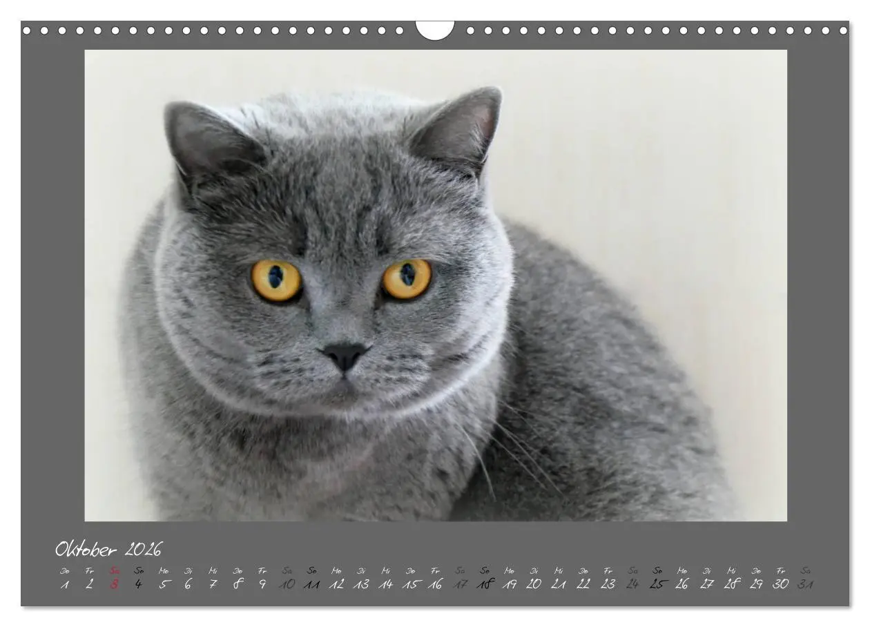 Bild: 9783457876824 | GRAUE ENGEL Britischkurzhaar-Katzen (Wandkalender 2026 DIN A3...
