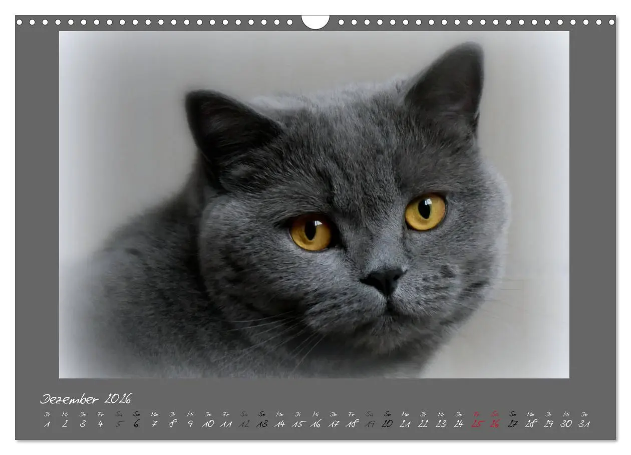 Bild: 9783457876824 | GRAUE ENGEL Britischkurzhaar-Katzen (Wandkalender 2026 DIN A3...