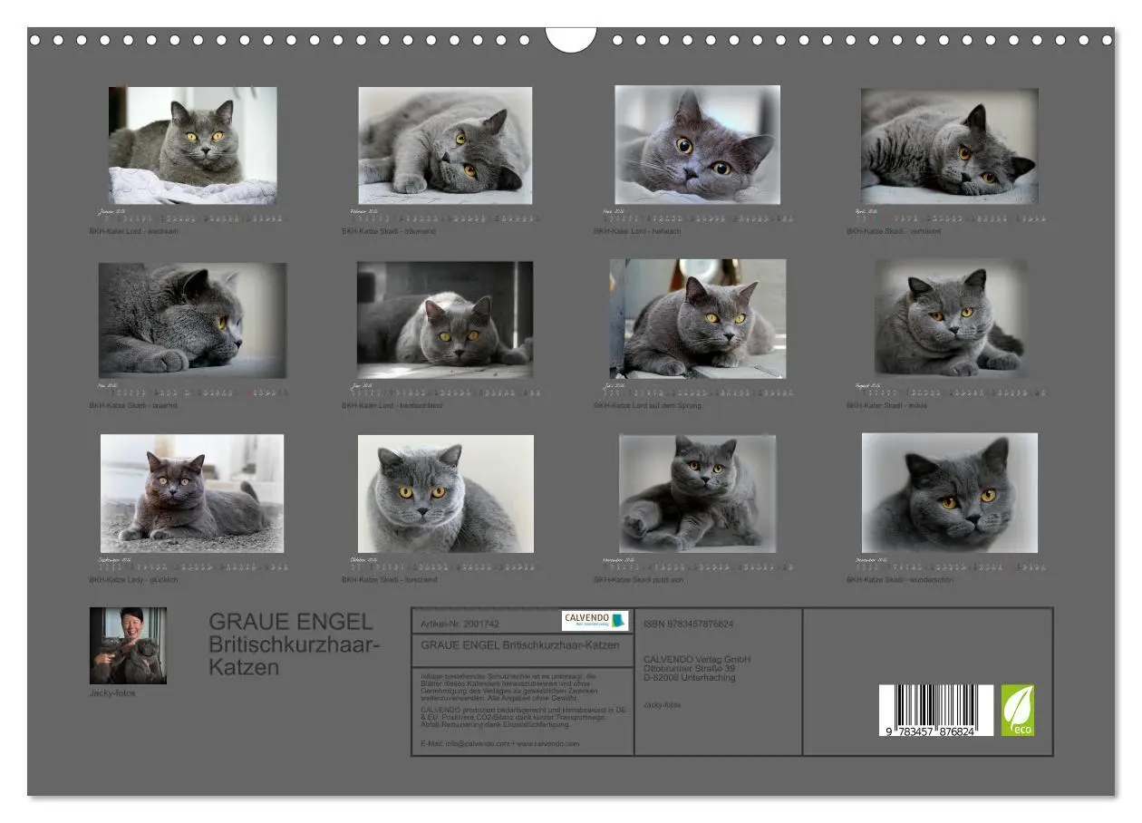 Bild: 9783457876824 | GRAUE ENGEL Britischkurzhaar-Katzen (Wandkalender 2026 DIN A3...