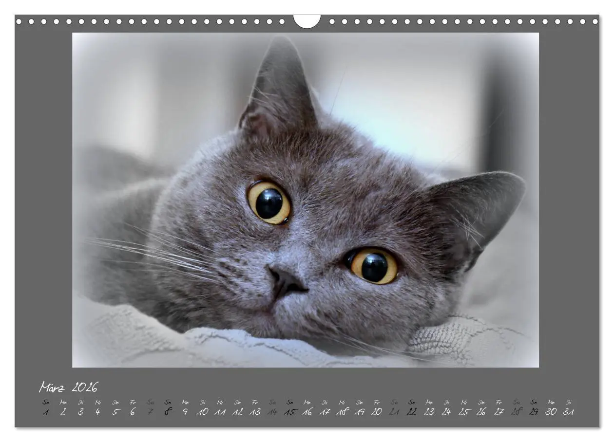 Bild: 9783457876824 | GRAUE ENGEL Britischkurzhaar-Katzen (Wandkalender 2026 DIN A3...