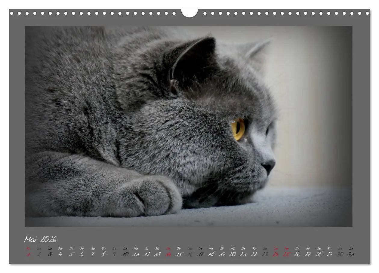 Bild: 9783457876824 | GRAUE ENGEL Britischkurzhaar-Katzen (Wandkalender 2026 DIN A3...
