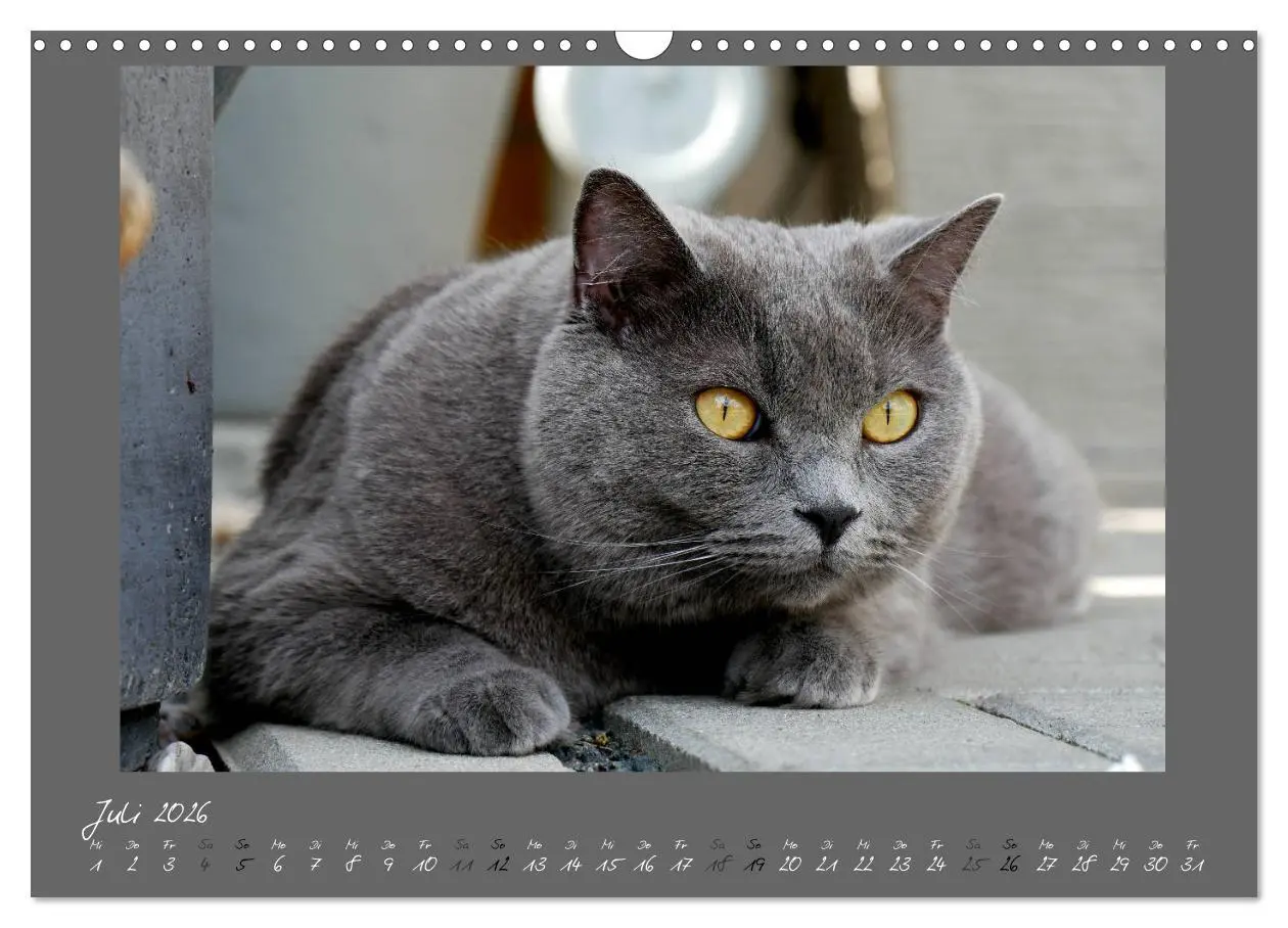 Bild: 9783457876824 | GRAUE ENGEL Britischkurzhaar-Katzen (Wandkalender 2026 DIN A3...