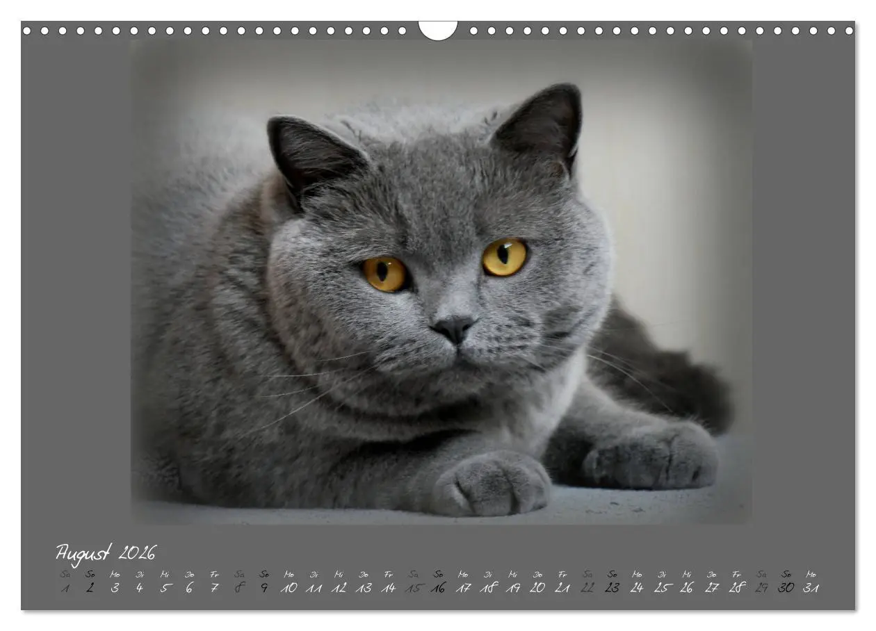 Bild: 9783457876824 | GRAUE ENGEL Britischkurzhaar-Katzen (Wandkalender 2026 DIN A3...