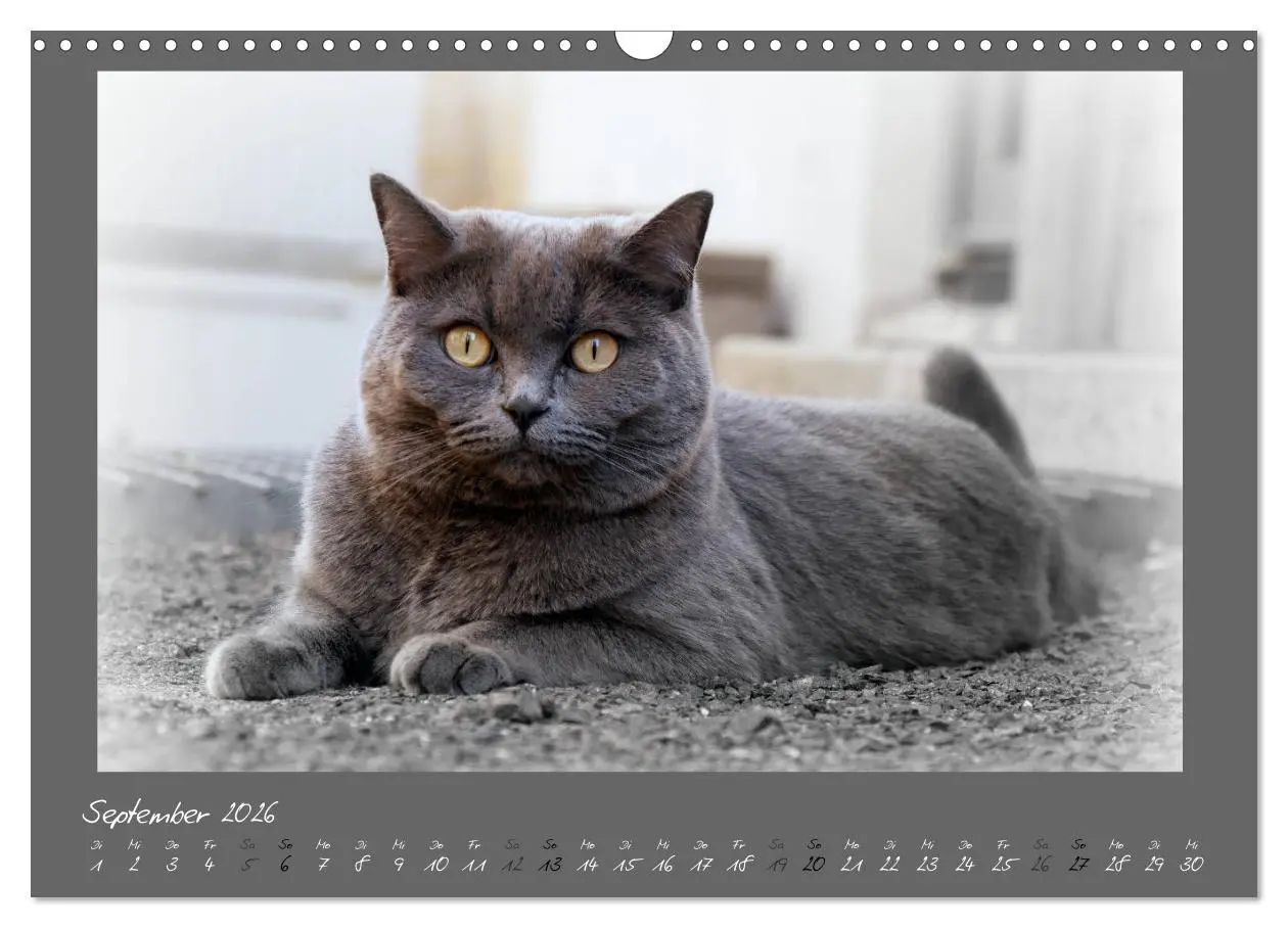 Bild: 9783457876824 | GRAUE ENGEL Britischkurzhaar-Katzen (Wandkalender 2026 DIN A3...