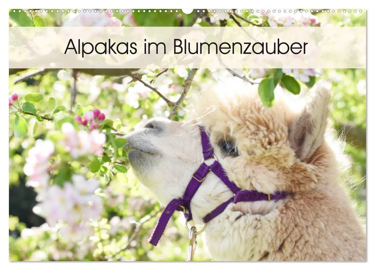Cover: 9783457817124 | Alpakas im Blumenzauber (Wandkalender 2026 DIN A2 quer), CALVENDO...