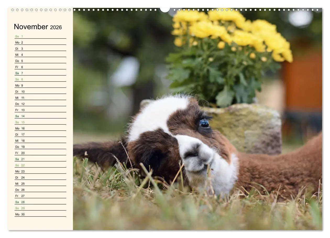 Bild: 9783457817124 | Alpakas im Blumenzauber (Wandkalender 2026 DIN A2 quer), CALVENDO...