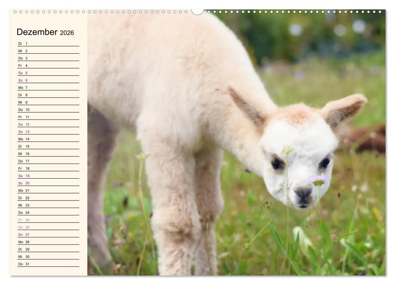 Bild: 9783457817124 | Alpakas im Blumenzauber (Wandkalender 2026 DIN A2 quer), CALVENDO...