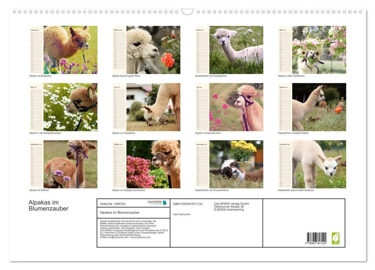 Bild: 9783457817124 | Alpakas im Blumenzauber (Wandkalender 2026 DIN A2 quer), CALVENDO...